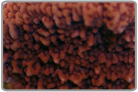 Orange Scrolling Monti - Maricultured
